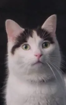 Фотография актёра 