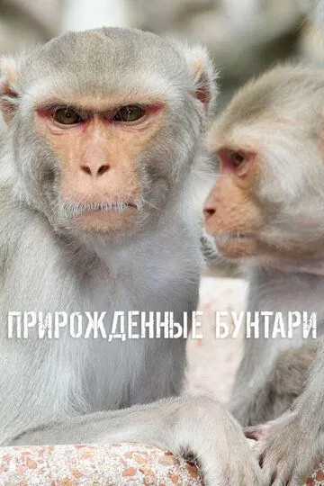 Прирожденные бунтари смотреть онлайн бесплатно в хорошем качестве